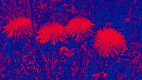Leuchtenden Blumen