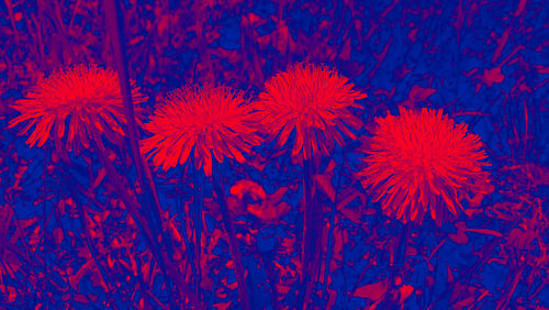 Leuchtenden Blumen