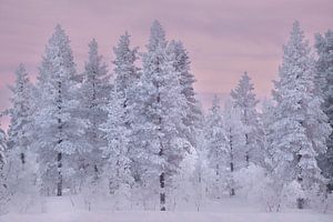 Verschneite Bäume in Lappland, rosa Himmel bei Sonnenuntergang