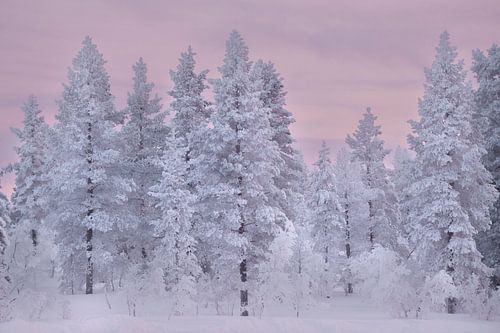 Beneeuwde bomen in Lapland, roze lucht door zonsondergang