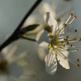 Blossom van Carla Mesken-Dijkhoff