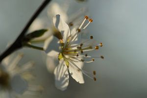 Blossom sur Carla Mesken-Dijkhoff