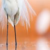 Grande aigrette, Egretta alba sur Beschermingswerk voor aan uw muur