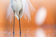 Great Egret, Egretta alba by Beschermingswerk voor aan uw muur thumbnail