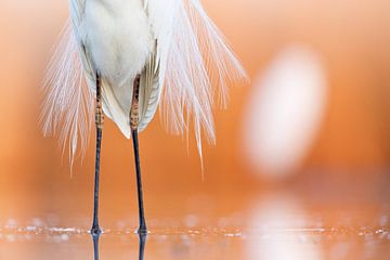 Great Egret, Egretta alba by Beschermingswerk voor aan uw muur