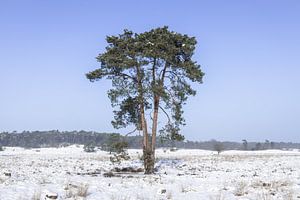 Sneeuw in de Loonse en Drunense Duinen van Zwoele Plaatjes