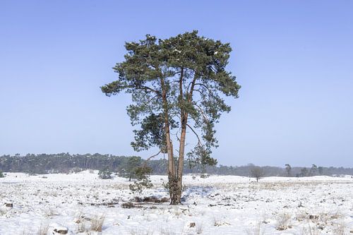 Sneeuw in de Loonse en Drunense Duinen