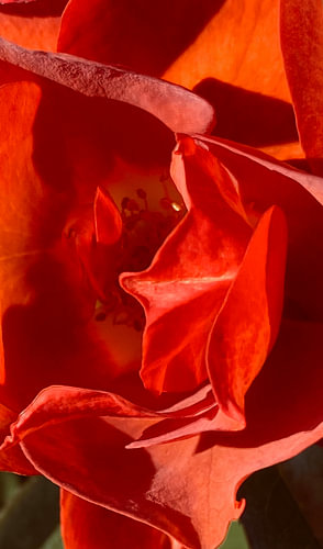 Rood op zwart (2)