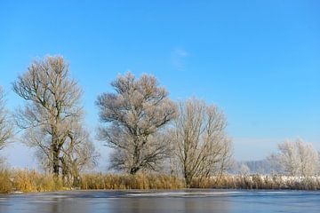 Delta de l'IJssel, paysage hivernal avec neige et brouillard sur Sjoerd van der Wal Photographie