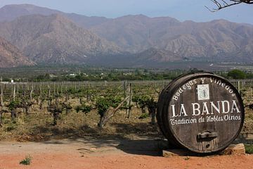 The Old Vineyard Trough
