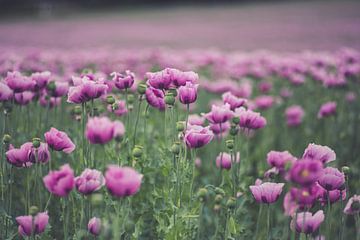 Poppy - Droom in roze van Caroline Meister