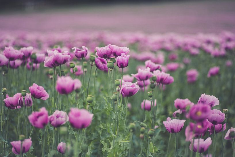 Mohn - Traum in rosa von Caroline Meister