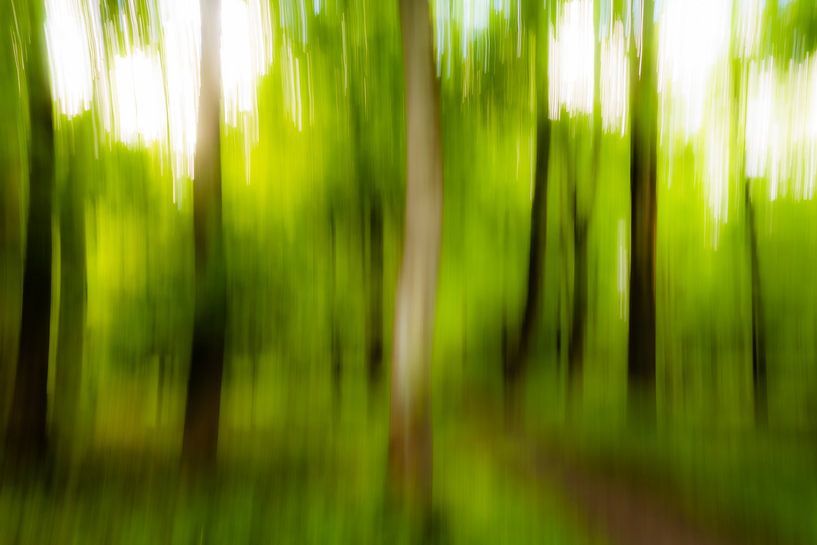 Abstract trees in spring in forest with forest path blurring by Dieter Walther