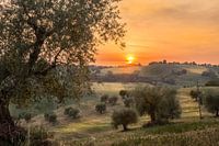 Olijfbomen in Le Marche
