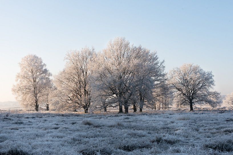Winter op de Veluwe 02 by Cilia Brandts