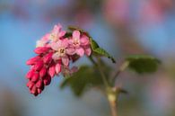 Ribes by Moetwil en van Dijk - Fotografie thumbnail