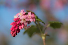 Ribes sur Moetwil en van Dijk - Fotografie