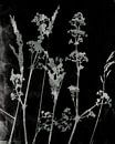 Sogni di fiori.  Retro Blumen, Pflanzen und Gräser in Schwarz und Weiß von Dina Dankers Miniaturansicht