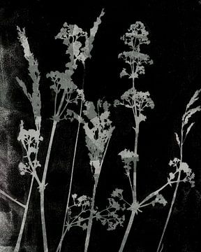 Sogni di fiori.  Retro Blumen, Pflanzen und Gräser in Schwarz und Weiß von Dina Dankers