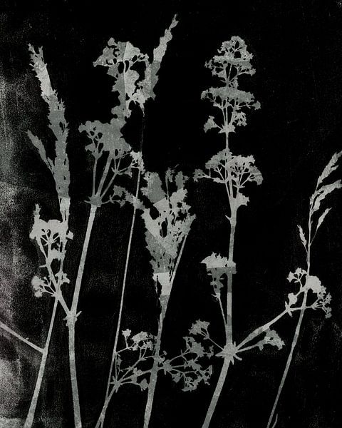 Sogni di fiori.  Fleurs, plantes et herbes rétro en noir et blanc par Dina Dankers