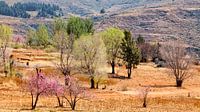 Lesotho