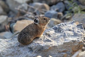 Pika Glacier National Park  Montana USA
