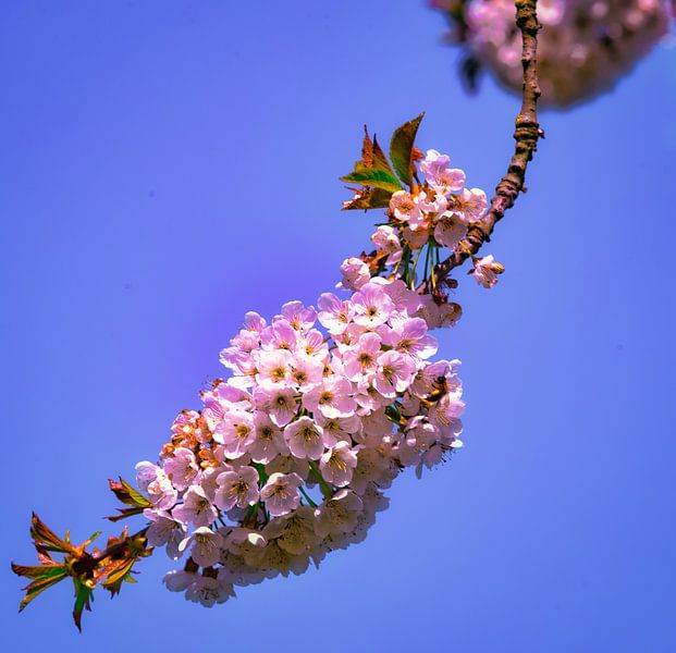Pink blossem by Bart Verdijk