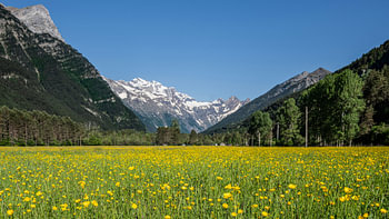 Des renoncules dans les Pyrénées espagnoles