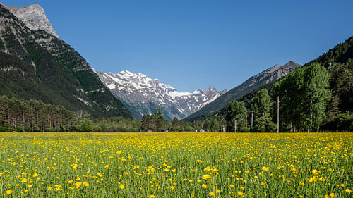 Boterbloemen in de Spaanse Pyreneeën van Peter Bartelings