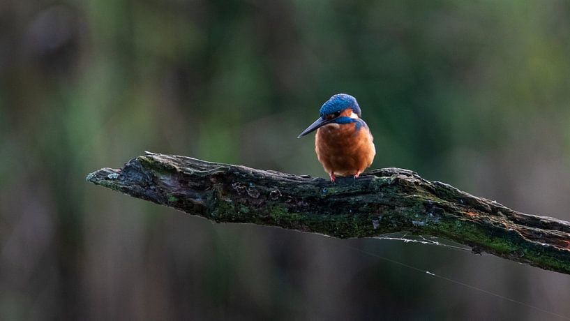 IJsvogel van Leroy van Hooff