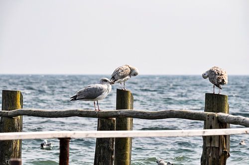 2 meeuwen op kribben in Vitt