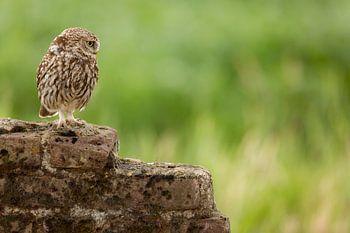 Steenuil op muur