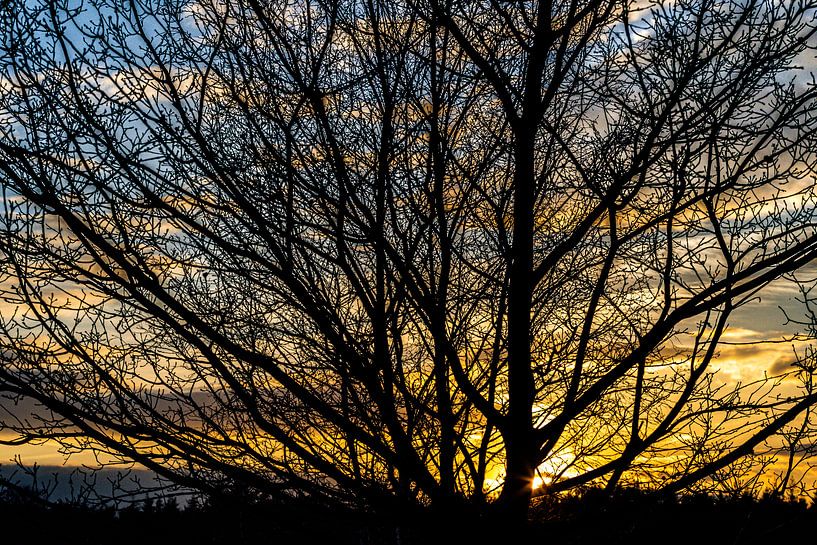 Coucher de soleil dans la forêt de St Anthonis, Pays-Bas par Huub de Bresser