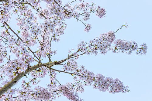 Lente! De kersenbomen bloeien