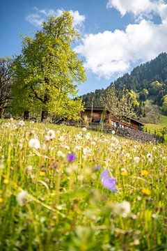 Magnifique Gerstruben sur la vallée du Tretta au printemps avec de belles fleurs sur Leo Schindzielorz