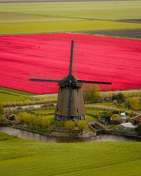 Windmill among red tulip fields by Ewold Kooistra