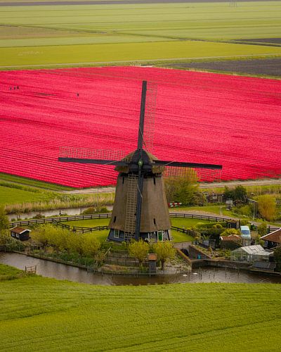 Molen tussen rode tulpenvelden