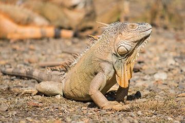 Leguan sur Elles Rijsdijk