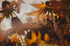 A warm glow over wild flowers