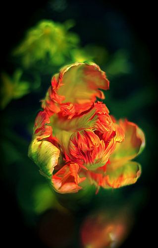 Tulipe rouge et verte