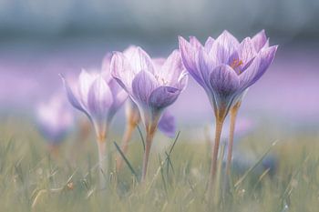 Herbstlich stillos, ein wenig Frühling im Herbst
