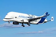 De Airbus Beluga XL gaat landen in Toulouse van Dennis Dieleman thumbnail