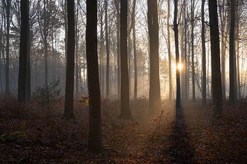 Zonsopgang in het bos. van Bart Ceuppens