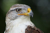 Roofvogel