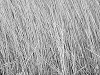 Nature naturelle