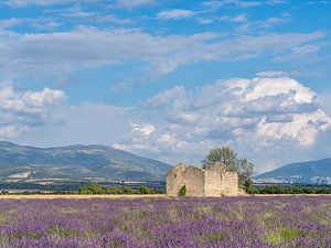 ein Lavendelfeld mit einer alten Ruine von Hillebrand Breuker