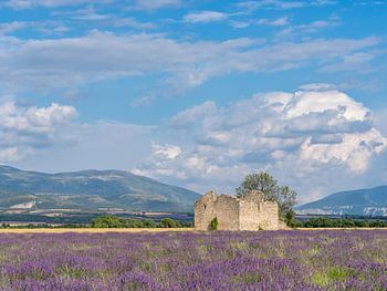 a lavender field with an old ruin