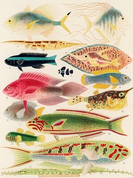 Poissons de la Grande Barrière de Corail, William Saville-Kent sur Fish and Wildlife