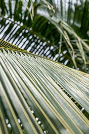 Die Kunst der Palme von Nicole Schmidt