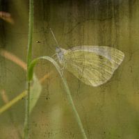 Vintage Schmetterling